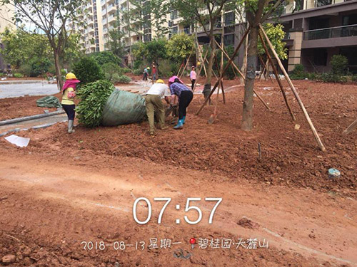 广东碧桂园天麓山绿化种植