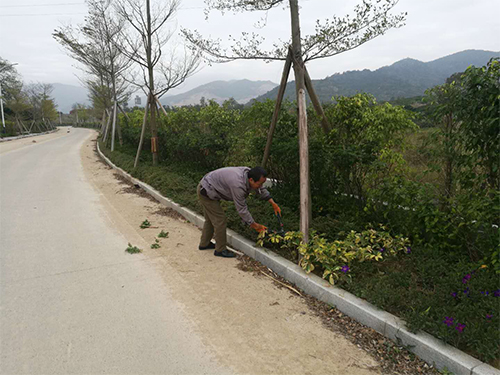 道路绿化